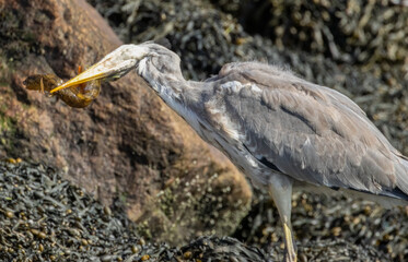 Juvenile grey heron catching a butterfish in its beak at the water's edge of a harbour 