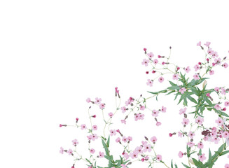  Various types of pink flowers grass bushes shrub and small plants isolated