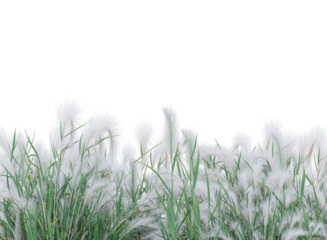 grass isolated