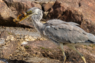 Juvenile grey heron catching a butterfish in its beak at the water's edge of a harbour 