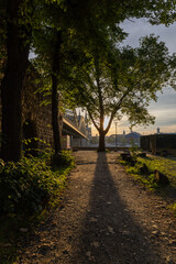 path in the forest