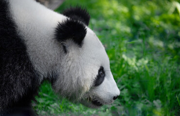 cheerful playing pandas on green lawn