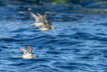 Red Knot seabirds in flight over the blue ocean along the coast