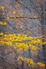 Autumn colors. Colorful image of tree leaves in autumn.