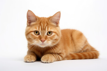 Cute lying cat on white background