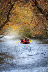 Autumn colors. Colorful image of tree leaves in autumn.
