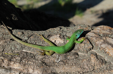 green lizard on a tree

