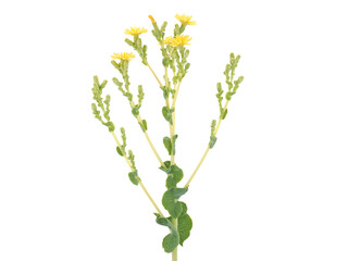 Lettuce blooming plant isolated on white, Lactuca sativa