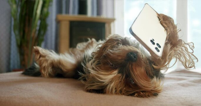 Funny yorkshire terrier dog funny holding smartphone in paw. Lying belly up, upside down on bed, watching intersting content on smartphone. Pet using smartphone ai chat. Funny dog smartphone concept