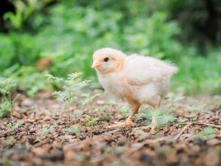 A chicken baby in the garden