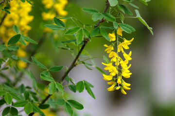 Flowers on the tree Bobovnik or golden rain. Greening the urban environment. Background with selective focus