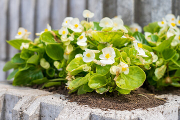 Flowers in the bed Begonia. Greening the urban environment. Background with selective focus
