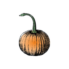 pumpkin isolated on white