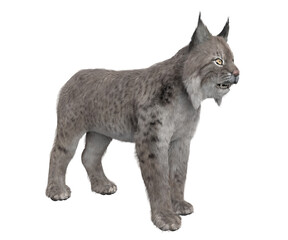Lynx Cat Isolated - 645523802