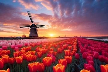 Fotobehang Tulip fields with windmills at sunset © JetHuynh