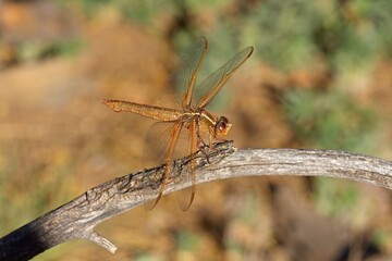 Fototapeta premium Closeup of a Red Skimmer Dragonfly, Libellula saturata, sitting on a branch, Flagstaff, Arizona.