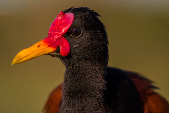 Jacan&atilde; (Jacana jacana)