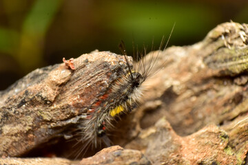 Obraz premium close-up photo of insect revealing little details that cannot be seen with the naked eye Insects are invertebrates, some with wings and some without. There are both small and large.