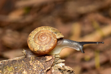 Macro photo of a snail