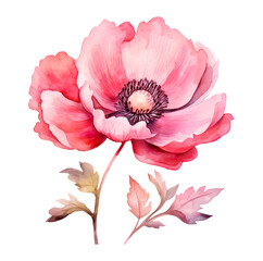 Poppy watercolor clipart illustration with isolated background