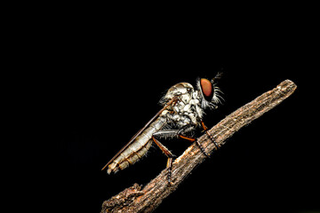 close-up photo of insect revealing little details that cannot be seen with the naked eye Insects are invertebrates, some with wings and some without. There are both small and large.