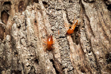 close-up photo of insect revealing little details that cannot be seen with the naked eye Insects are invertebrates, some with wings and some without. There are both small and large.