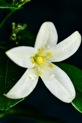 macro photo of white flowers