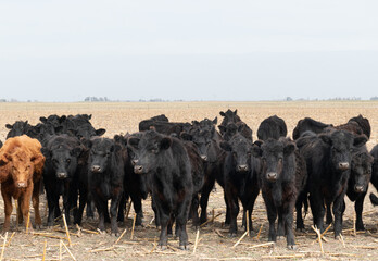 Herd of cattle in a harvested corn field