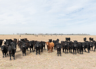 Herd of cattle in a harvested corn field