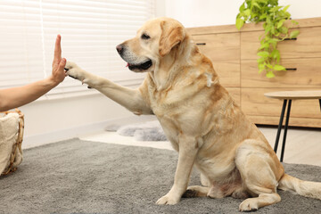 Cute Labrador Retriever dog giving high five to man at home