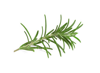 Fototapeta premium Sprig of fresh rosemary isolated on white