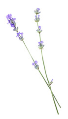 Obraz premium Beautiful aromatic lavender flowers isolated on white, top view
