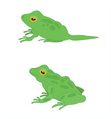 The Frog Life cycle vector. Developmental process of frog 