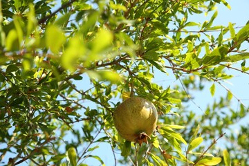 Pomegranate tree with ripening fruit outdoors on sunny day