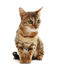 Cute Bengal cat on white background. Adorable pet