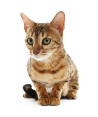 Cute Bengal cat on white background. Adorable pet