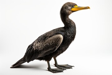 Fototapeta na wymiar Double-crested Cormorant Phalacrocorax auritus, blank for design. Bird close-up. Background with place for text
