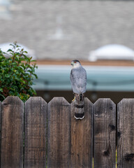 coopers hawk on backyard fence