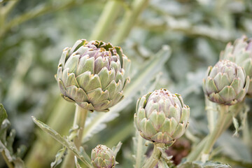 Obraz premium stalks of artichokes in garden