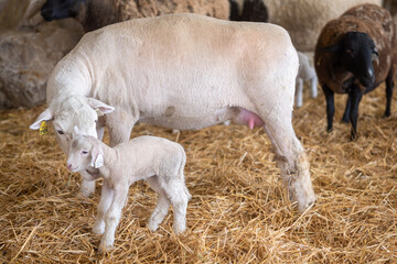 sheep and lamb at fair