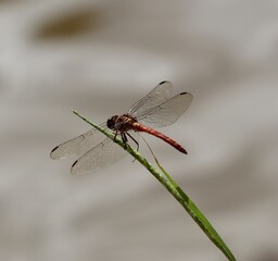A dragonfly perched on a thin stem