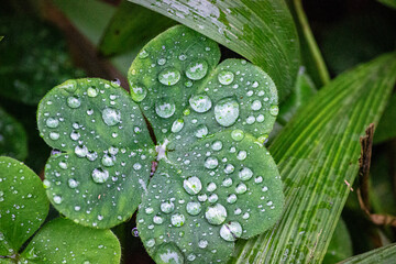 water drops on a green leaf