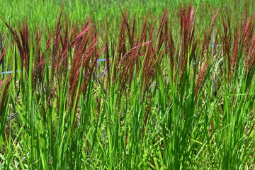 Ancient rice cultivation. Ancient rice has inherited the characteristics of wild rice, contains a lot of minerals and anthocyanins, is colorful, and has recently become popular in Japan.