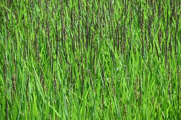 Ancient rice cultivation. Ancient rice has inherited the characteristics of wild rice, contains a lot of minerals and anthocyanins, is colorful, and has recently become popular in Japan.