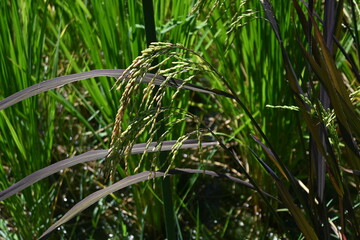 Ancient rice cultivation. Ancient rice has inherited the characteristics of wild rice, contains a lot of minerals and anthocyanins, is colorful, and has recently become popular in Japan.