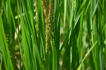 Ancient rice cultivation. Ancient rice has inherited the characteristics of wild rice, contains a lot of minerals and anthocyanins, is colorful, and has recently become popular in Japan.