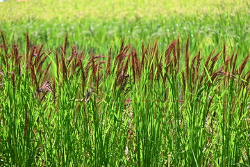 Ancient rice cultivation. Ancient rice has inherited the characteristics of wild rice, contains a lot of minerals and anthocyanins, is colorful, and has recently become popular in Japan.
