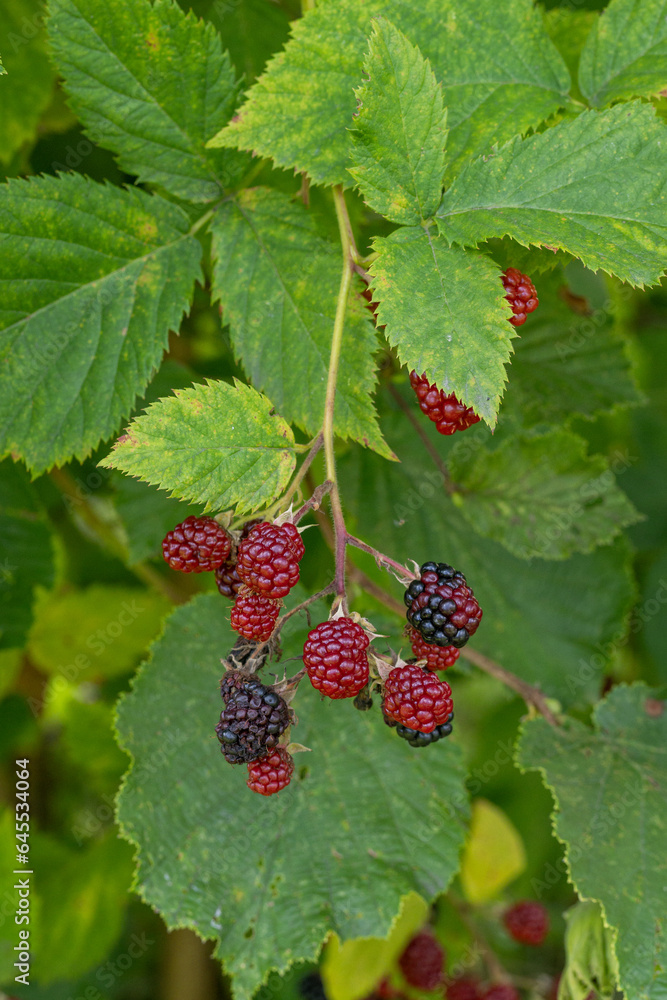 Sticker ripe and unripe blackberry fruits.