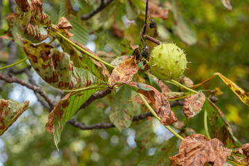 Green skin of a chestnut on a tree.