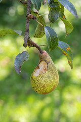 A bitten part of a pear on a tree.
